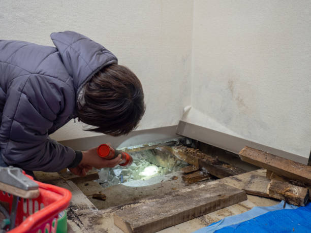 Best Mold Odor Removal Services  in Jackson, AL
