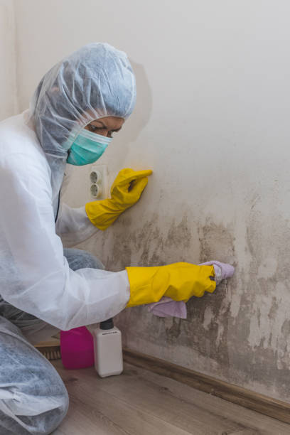 Best Mold Removal for HVAC Installations  in Jackson, AL