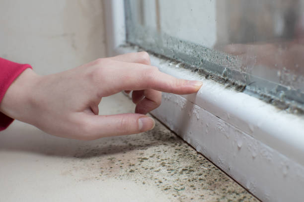 Best Post-Construction Mold Inspection  in Jackson, AL