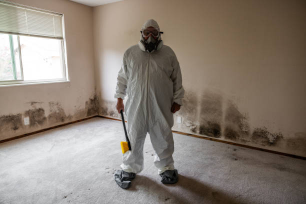 Best Mold Damage Restoration  in Jackson, AL